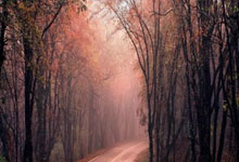 拜仁慕尼黑战胜对手，晋级欧冠半决赛